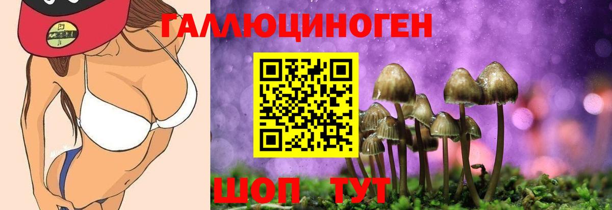 Галлюциногенные грибы Psilocybe Новочеркасск